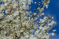 White plum blossom, beautiful white flowers of prunus tree in city garden, detailed macro close up plum branch. White plum flowers Royalty Free Stock Photo