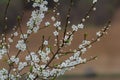 White plum blossom, beautiful white flowers of prunus tree in city garden, detailed macro close up plum branch. White plum flowers Royalty Free Stock Photo