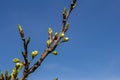 White plum blossom, beautiful white flowers of prunus tree in city garden, detailed macro close up plum branch. White plum flowers Royalty Free Stock Photo