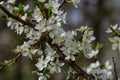 White plum blossom, beautiful white flowers of prunus tree in city garden, detailed macro close up plum branch. White plum flowers Royalty Free Stock Photo