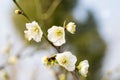 White plum blossom blooming Royalty Free Stock Photo