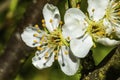 White Plum Blossom Blooming Royalty Free Stock Photo