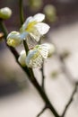 White plum blossom blooming Royalty Free Stock Photo