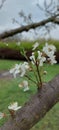 White plum blossom, beautiful white flowers of prunus tree in city garden, detailed close up plum branch. White plum Royalty Free Stock Photo