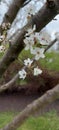 White plum blossom, beautiful white flowers of prunus tree in city garden, detailed close up plum branch. White plum Royalty Free Stock Photo