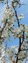 White plum blossom on blue sky background, beautiful white flowers of prunus tree in city garden, detailed close up plum Royalty Free Stock Photo