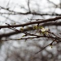 White plum blossom on the branch