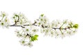 White plum blossom branch isolated on white background. Tree flowers herald spring concept Royalty Free Stock Photo
