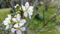 White Plum blossom flowers in the garden Royalty Free Stock Photo