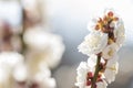White plum blossom Royalty Free Stock Photo
