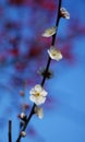 White plum blossom under blue sky