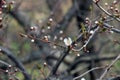 White plum blossoms bloom in an early spring. Prunus mume Royalty Free Stock Photo