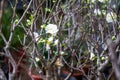 White plum blossoms blooming on branch Royalty Free Stock Photo