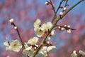 White plum blossoms on the branch on the trees Royalty Free Stock Photo