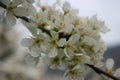 White plum blossoms