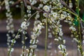White Plum Blossoms on Drooping Branches Royalty Free Stock Photo
