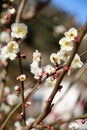 White plum blossoms, messy branches, and bees coming to pick flower powder