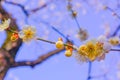 White plum blossoms shining against the blue sky Royalty Free Stock Photo