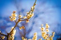 White plum blossoms on a soft background Royalty Free Stock Photo