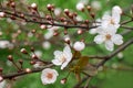 White plum blossoms in the spring season_007 Royalty Free Stock Photo
