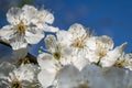 White plum blossoms in the spring season_001 Royalty Free Stock Photo