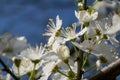 White plum blossoms in the spring season_002 Royalty Free Stock Photo