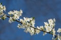 White plum blossoms in the spring season_003 Royalty Free Stock Photo