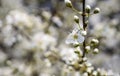 White plum blossoms in the spring season_006 Royalty Free Stock Photo