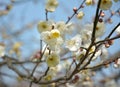 White plum blossoms with yellow stamens on the branch Royalty Free Stock Photo