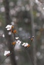 plum flower bossom in spring Royalty Free Stock Photo