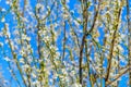 White plum flowers against the blue sky Royalty Free Stock Photo