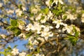 White plum flowers on a bright green background. The world balance plum (Prunus cerasifera) blooms on a sunny spring day Royalty Free Stock Photo