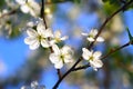 White plum flowers close-up on a background of blue sky. A branch with blossoming buds. Royalty Free Stock Photo