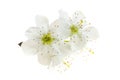 White plum flowers on a white isolated background Royalty Free Stock Photo