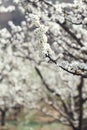 White plum flowers in springtime Royalty Free Stock Photo