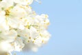 White plum flowers under the blue sky Royalty Free Stock Photo