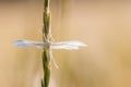 White plume moth Pterophorus pentadactyla on grass stalk