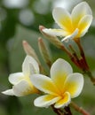 White plumeria