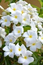 White Plumeria acutifolia Frangipani flowers
