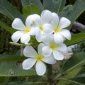 White Plumeria beautiful tropical