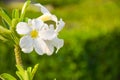 White frangpani flowers bloom in chatuchak park Bangkok Thailand 1