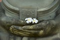 White plumeria on buddha hand