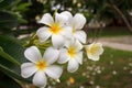 White Plumeria dark background Royalty Free Stock Photo