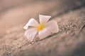 White plumeria on the floor