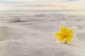 White plumeria flower on the beach