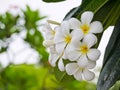 White plumeria flower with cloae up view