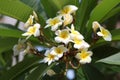 Plumeria Blooms in flower bed