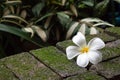 White plumeria flower drops on green moss brown brick