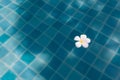 White Plumeria flower floating on the pool with blue water background. Royalty Free Stock Photo
