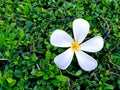 White plumeria flower on green Fukien tea